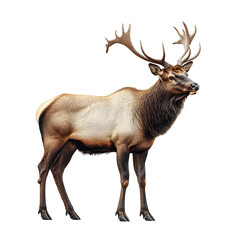 Fototapeta premium Majestic Elk Standing on a White Transparent Background, Isolated Elk with Antlers PNG, Downloadable Elk Clip Art for Design Projects
