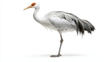 Fototapeta premium Elegant crane standing gracefully, showcasing its striking plumage and long legs, perfect for wildlife photography.