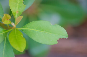生命力あふれる葉