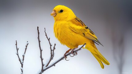Obraz premium A vibrant yellow bird perched on a branch, showcasing its bright feathers and delightful presence in a tranquil setting.