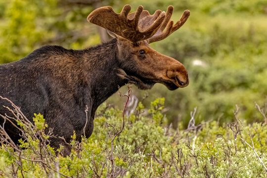 USA, Colorado, Cameron Pass. Close-up of bull moose. 