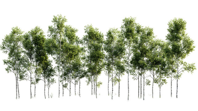 Birch Trees with Green Foliage Growing on a Hillside Isolated on Transparent Background