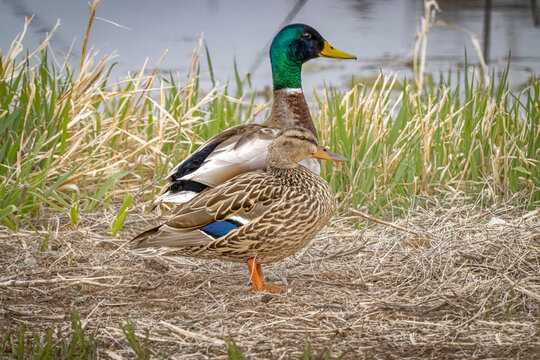 USA, Colorado, Fort Collins. Mallard duck pair close-up.  - Powered by Adobe