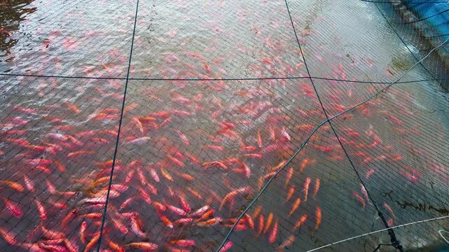 Ruby fish in the river Backgrounds for advertisements and wallpapers in aquatic and freshwater fishing scenes.