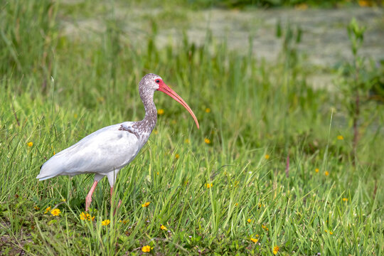 Ibis