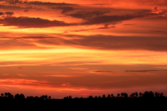 Sunset with palm trees silhouetted against the sky, Florida - Powered by Adobe