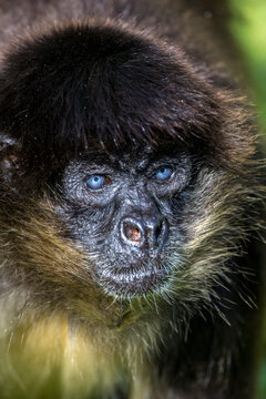 Spider monkey with deep blue eyes.