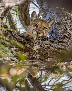 A Florida panther sought refuge in a tree.