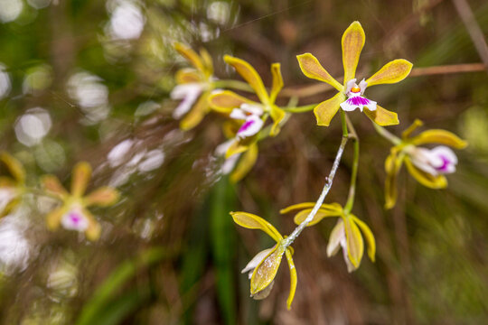 The butterfly orchid is locally abundant among the swamps and woodlands of south Florida. It can be quite showy and fragrant.