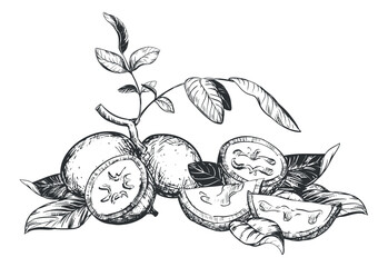 Vector composition of walnut in engraving technique. Unripe walnut seeds whole and halves, leaves and branches lie on the table. Ingredient for Nocino liqueur. Linear sketch in black ink.