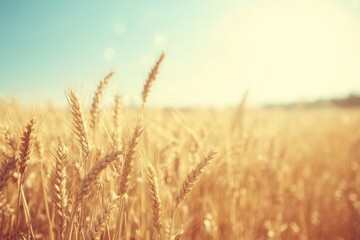 Fototapeta premium Golden wheat field at sunset with soft focus and warm tones.