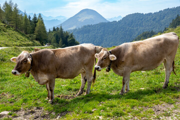 Two young cows (brown cattle) with bells around their necks on an alpine pasture. Panorama of the Bavarian Alps