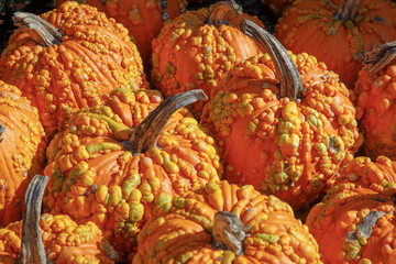 USA, Georgia, Atlanta. Close-up image of pumpkins. 
