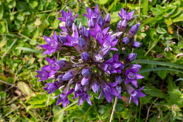 Obraz premium Close-up of a beautiful purple flowering German Gentian (Gentiana germanica) on a meadow in the Bavarian Alps