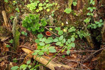 Inside a hollow tree stump grows a small forest biotope of clover leaves, ferns, moss and mushrooms