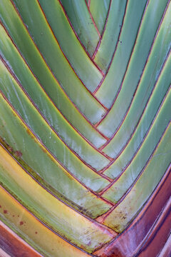 USA, Hawaii, Maui. Details of the travelers palm