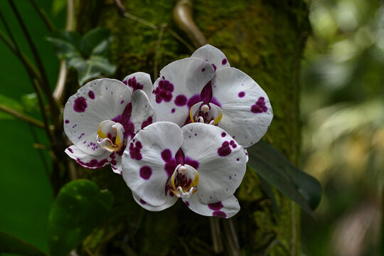 USA, Hilo, Hawaii. Tropical Bioreserve and Garden has varieties of Orchids.