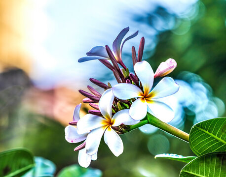 Pink frangipani plumeria, Waikiki, Honolulu, Hawaii. Plumeria flowers make fragrant beautiful leis.