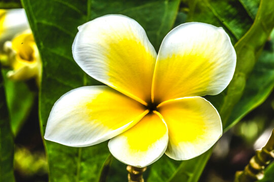 Frangipani plumeria, Waikiki, Honolulu, Hawaii. Plumeria flowers make fragrant beautiful leis.
