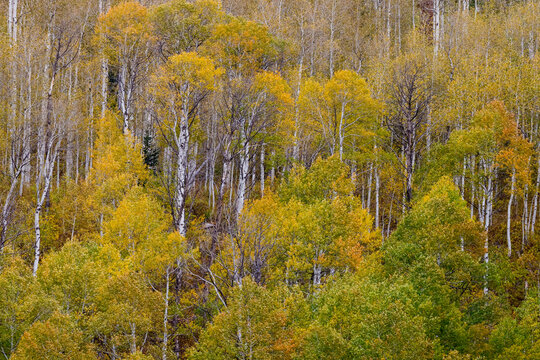 USA, Idaho, Liberty. Mink Creek, Highway 36, Aspen groves with leaves golden during Autumn