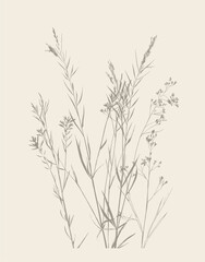 Black and white botanical illustration of wildflowers and grasses