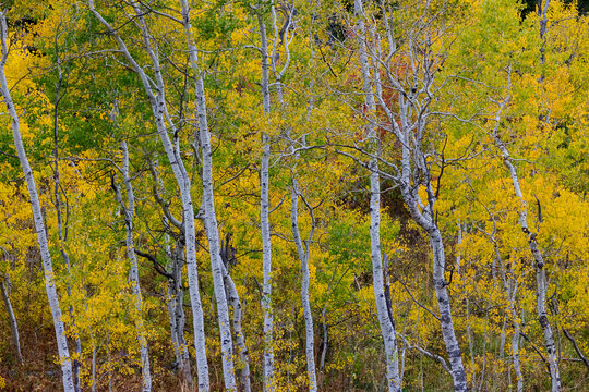 USA, Idaho, Liberty. Mink Creek, Highway 36 Aspen grove in golden Autumn colors.