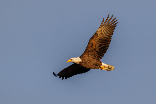 Bald eagle in flight, Clinton County, Illinois