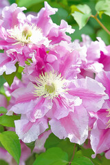 Naklejka premium Pink and white flowers in full bloom