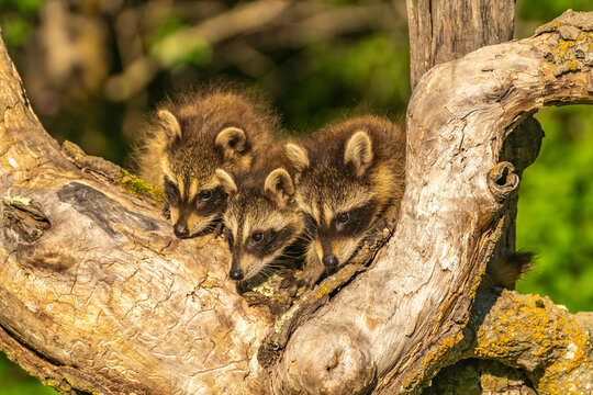 USA, Minnesota. Captive young raccoons on tree.