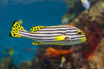 Vibrant Oriental Sweetlips in Coral Reef Habitat

