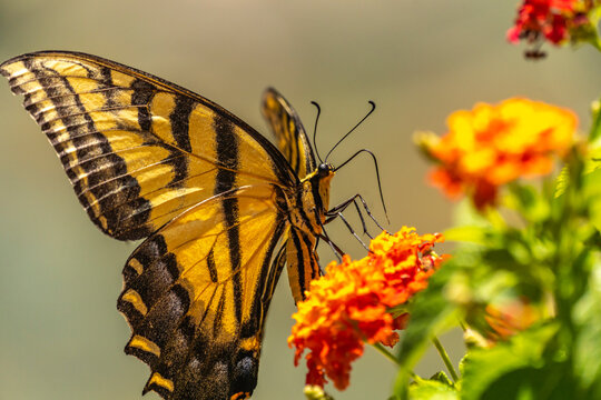 USA, New Mexico, ABQ BioPark Botanic Garden. Western tiger swallowtail butterfly on flowers.