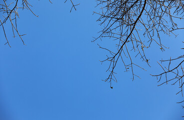 Obraz premium Tree branches silhouette in the blue sky as background