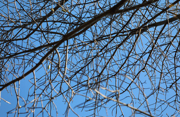 Tree branches silhouette in the blue sky as background