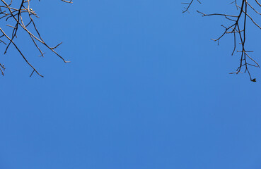 Tree branches silhouette in the blue sky as background