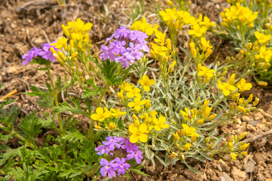 USA, New Mexico, Sandia Mountains. Blooming bladderpod and verbena flowers. 
