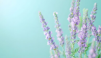 Obraz premium A single pastel color, such as mint green or lavender, providing a soothing and simple backdrop