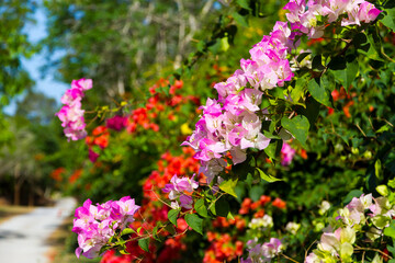 Obraz premium Bougainvillea or paper flower bloom
