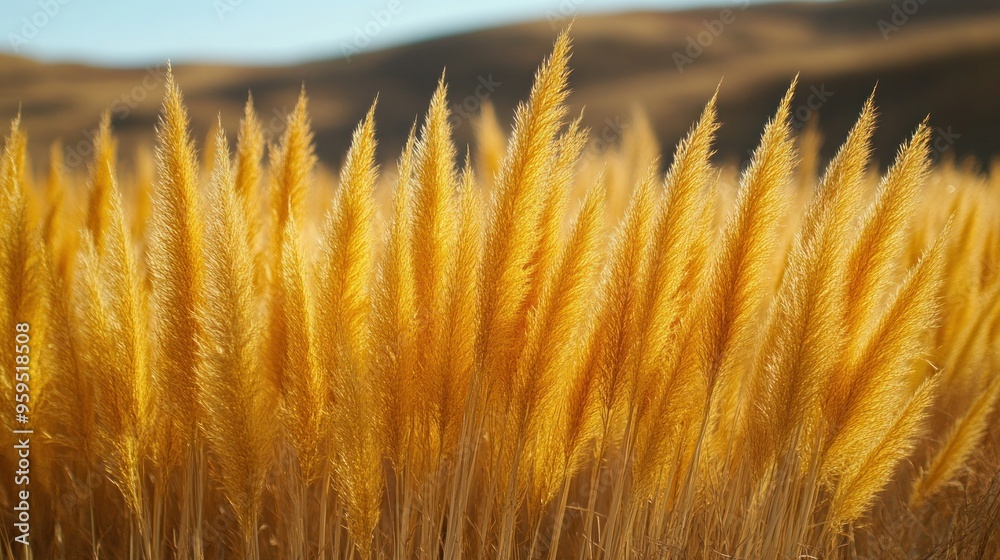 Poster A field of golden grass with a bright blue sky in the background