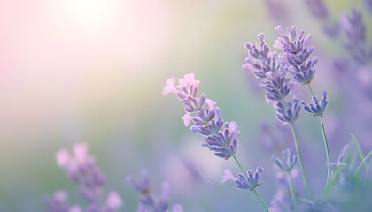 Obraz premium A single pastel color, such as mint green or lavender, providing a soothing and simple backdrop