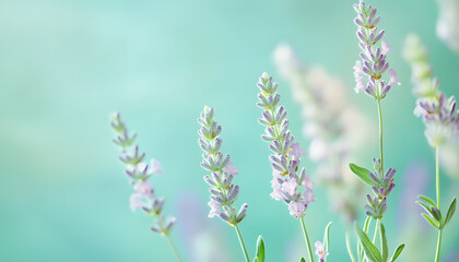 A single pastel color, such as mint green or lavender, providing a soothing and simple backdrop