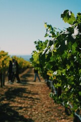 Naklejka premium People walking through vineyard