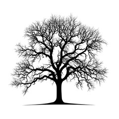 Obraz premium A Silhouette of a Bare Tree with Twigs Reaching Up, Isolated on a Transparent Background