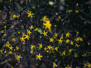 Yellow flowers in the garden