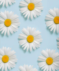 Fresh, white daisies on light pastel blue background. Beautiful flower pattern. Closeup.