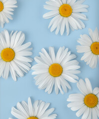 Obraz premium Fresh, white daisies on light pastel blue background. Beautiful flower pattern. Closeup.