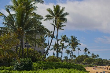 Fototapeta premium The Palms of Maui