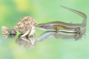 An adult common sun skink is ready to fight with a hermit crab for territory. This reptile has the scientific name Mabouya multifasciata.
