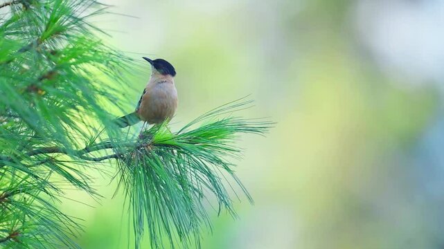Rufous sibia, Heterophasia capistrata, Beautiful bird in Forest