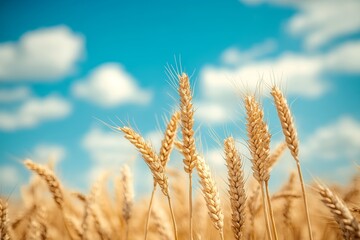Fototapeta premium Golden wheat stalks against a bright blue sky with fluffy white clouds.
