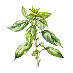 Watercolor of Basil isolated white background